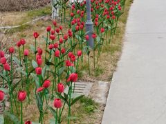 -南通鲜花小镇