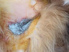 -爱侣·安琦尔宠物医院·中兽医针灸·心内科·狂犬免疫点(宝山区院)