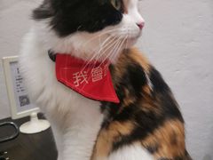 -猫色咖啡·猫咖