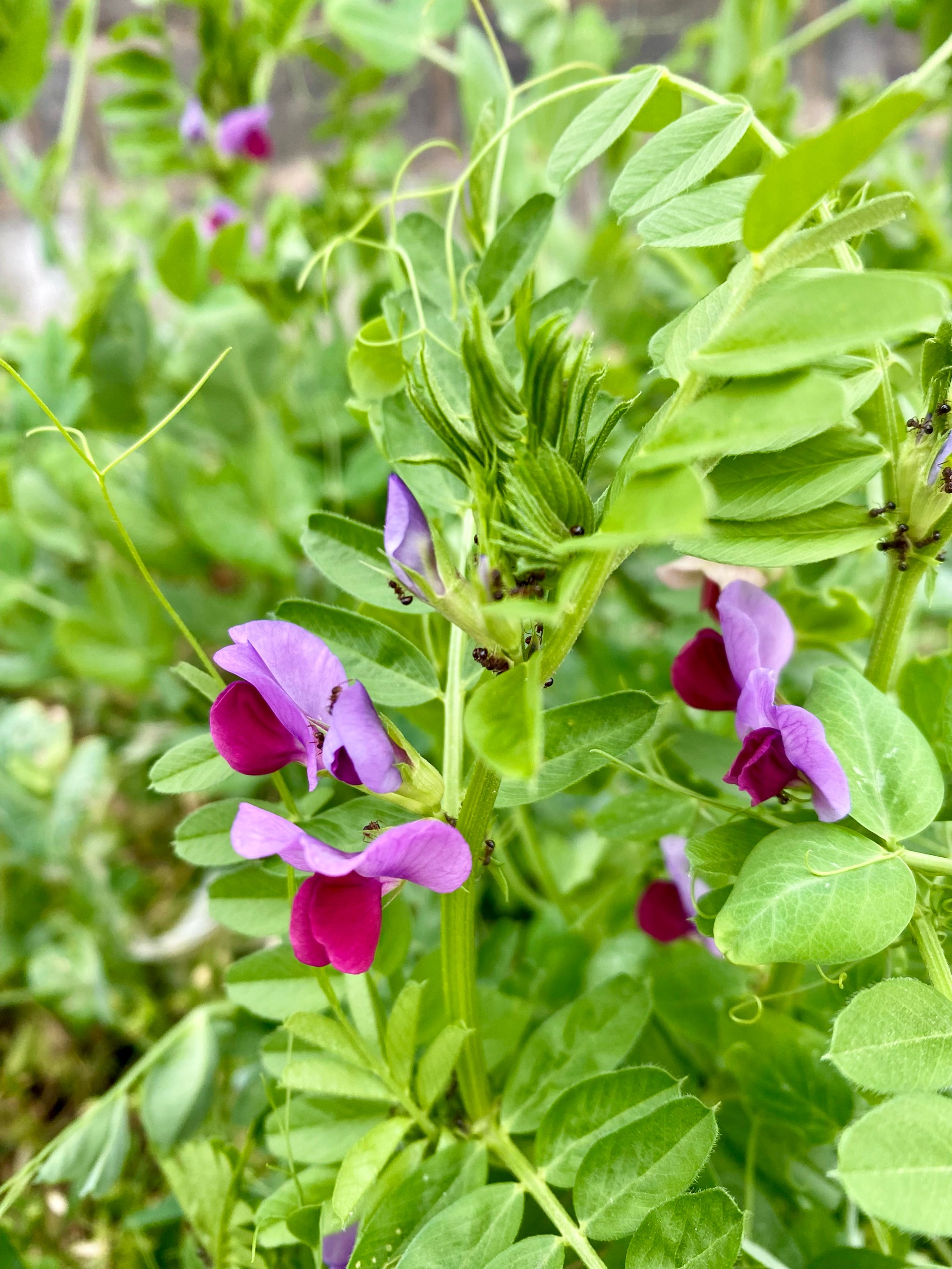 野菜花花菜图片及功效图片