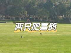 -合肥滨湖国家森林公园