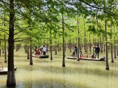 -泗洪洪泽湖湿地景区