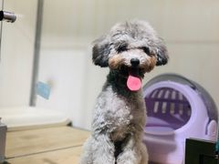 -momokira米努特·德文卷毛猫·棉花面纱犬