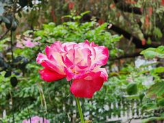 -人民公园(罗湖区)