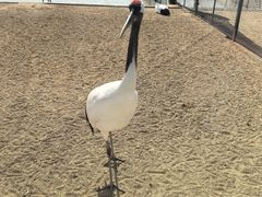 -盐城丹顶鹤湿地生态旅游区