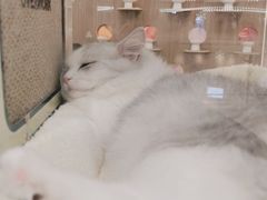 -COLOR PETS 撸猫馆·购猫·猫咖(长风大悦城店)
