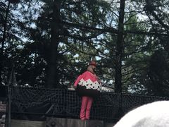 -环球影城 航海王剧场秀