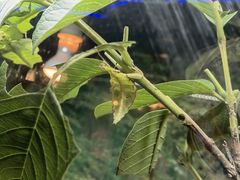 -上海大自然野生昆虫馆(东方明珠·爬宠昆虫探索中心)