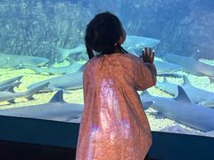 -烟台海昌鲸鲨海洋公园