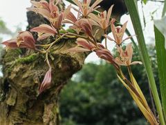 -南山植物园