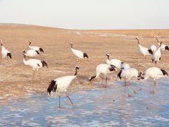 -黑龙江扎龙生态旅游区