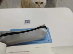 -喵的天空名猫咖啡馆·撸猫·猫舍·用品