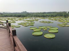 -荷塘月色湿地公园·向阳花洲