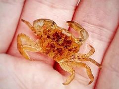 -西涌国际滨海旅游区