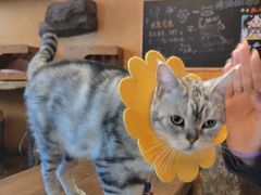 -猫猫幼稚园·撸猫·桌游·电玩