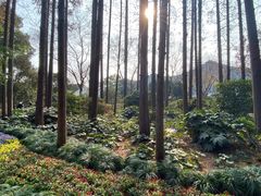 -上海醉白池公园