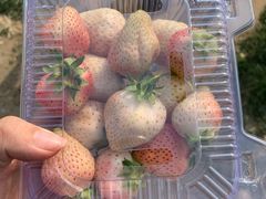 -大自然农场蔬菜草莓采摘园