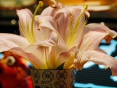 -谷咖啡·鲜花绿植花园餐厅