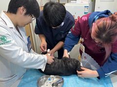 -瑞派·关忠动物医院·猫专科·犬专科(三环新城店)