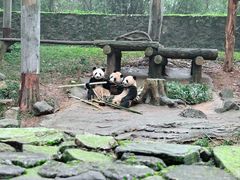 -都江堰中华大熊猫苑