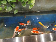 -洞庭家宴·头牌甲鱼(广渠门店)