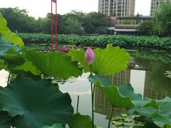 -陈家山荷花公园