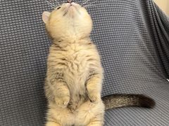 -创凡宠物医院·骨专科  猫科中心(西乡分院)