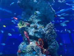 -芜湖新华联大白鲸海洋公园