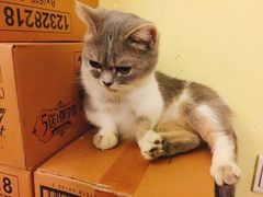 -猫色咖啡·猫咖