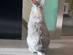 -雨林宠物医院 非犬猫异宠专科