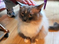 -Cappucimeow猫咪咖啡馆(韦伯时代店)