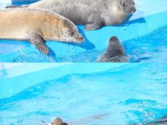 -上海海昌海洋公园