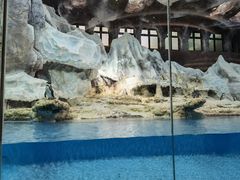 -帝企鹅自助餐厅•儿童岛•真企鹅(长隆企鹅酒店)