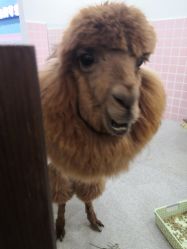 -Moni星球萌宠·小马宝莉·灵蛇·高端高阶全萌宠互动体验俱乐部(红豆国际广场店)