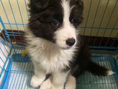 -翊宠yipet猫狗购宠庄园犬舍•猫舍