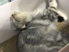 -喵的天空名猫咖啡馆·撸猫·猫舍·用品