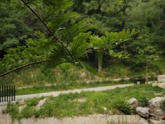 -白水寺森林公园