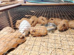 -酷嗒动物文化乐园(cutezoo西溪乐天城店)