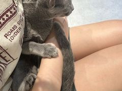 -琪喵猫屋·撸猫猫咖·猫舍
