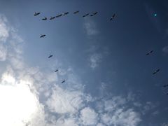 -大湾区中央湿地公园