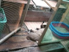 -猫咪博物馆(顶澳仔猫街店)