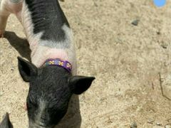 -前小桔亲子创意农场·草莓采摘·露营烧烤