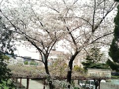 -嘉定紫藤园