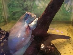 -上海大自然野生昆虫馆(东方明珠·爬宠昆虫探索中心)