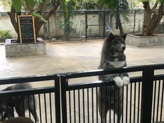 -TrueLove @ Neverland (Husky Cafe)