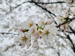 -紫蓬山国家森林公园