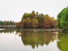 -上海海湾国家森林公园