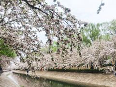 -海棠花溪(元大都城垣遗址公园)