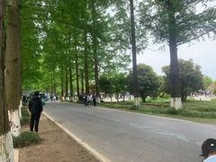 -黄海国家森林公园