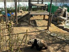 -西霞口神雕山野生动物世界